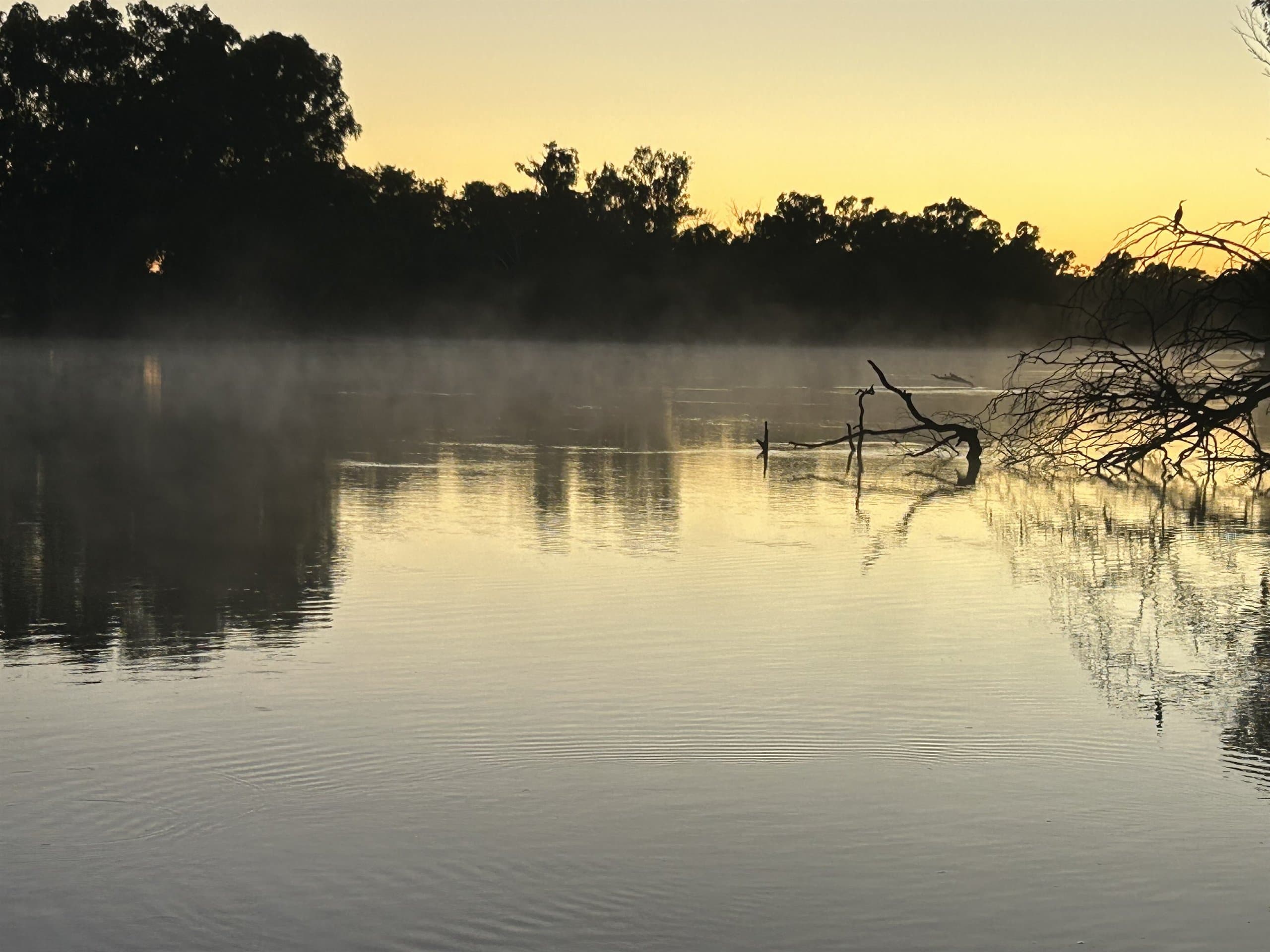 Murray River backwaters and wildlife